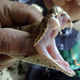 Imagen para el artículo titulado Logran cultivar glándulas de veneno de serpiente en el laboratorio, una revolucionaria vía contra las mordeduras